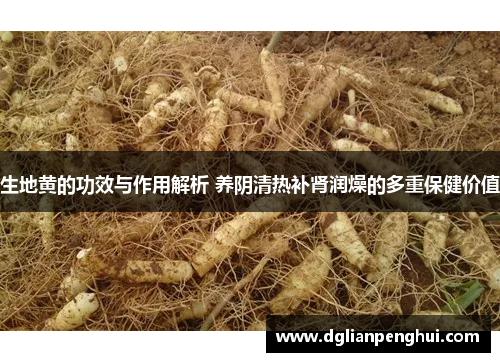 生地黄的功效与作用解析 养阴清热补肾润燥的多重保健价值